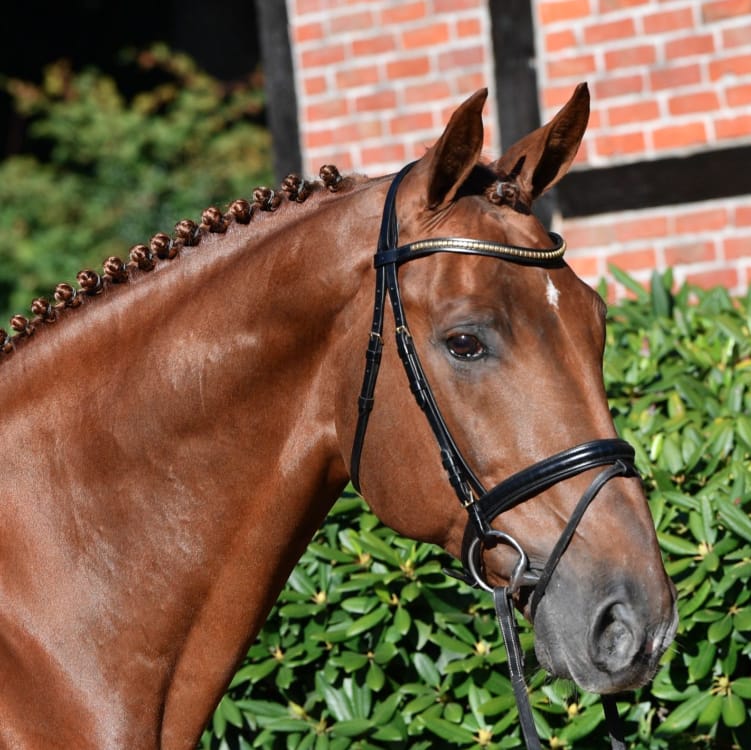 Drako de Maugre Image