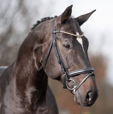 Balous Diamond Image