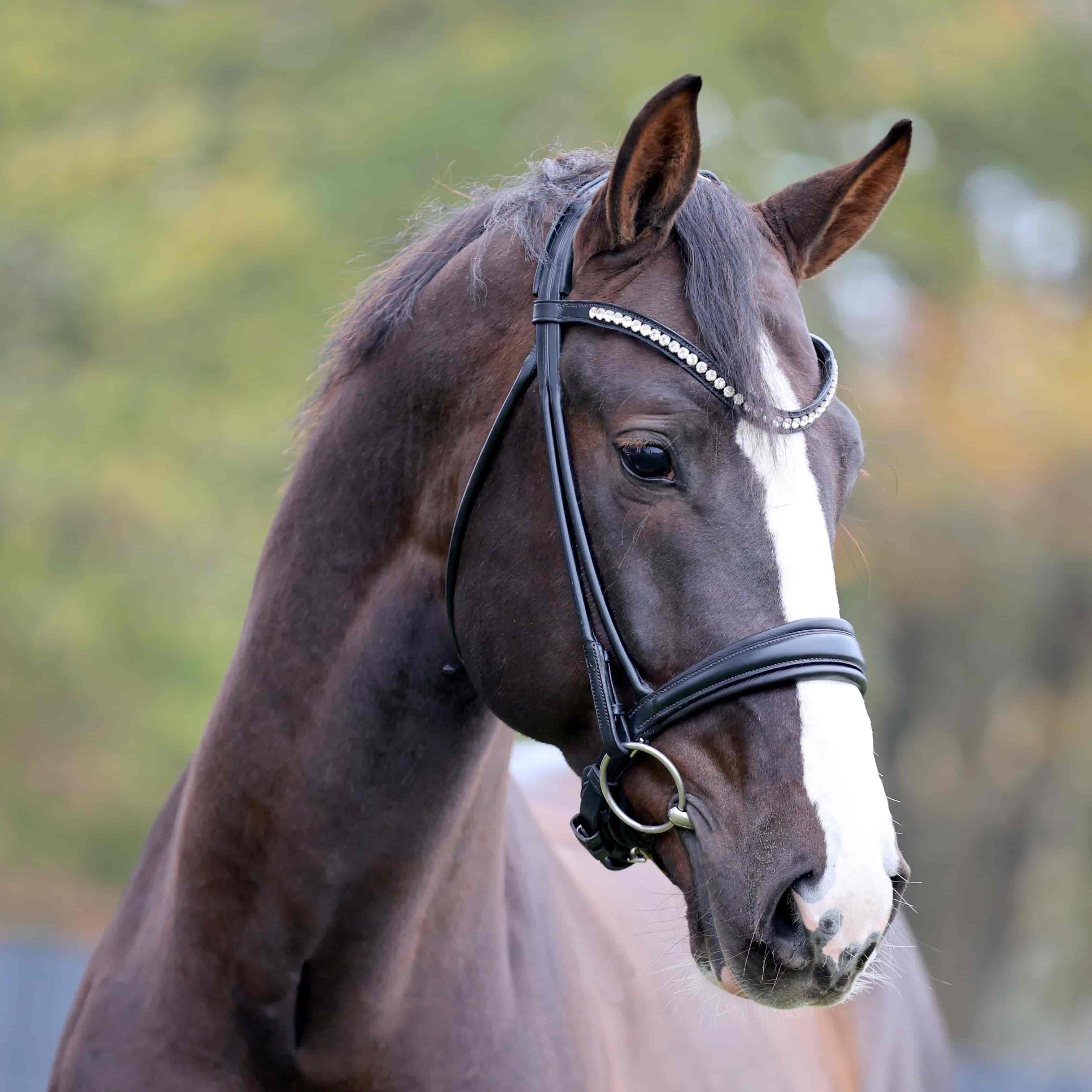 Nikan's Diamond Image