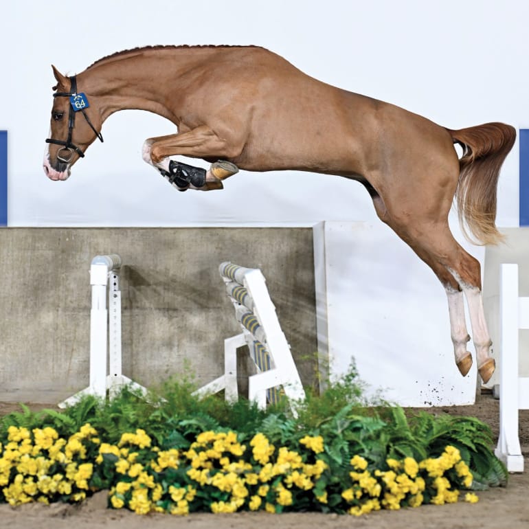 Wingman van de Pitsemburg Image