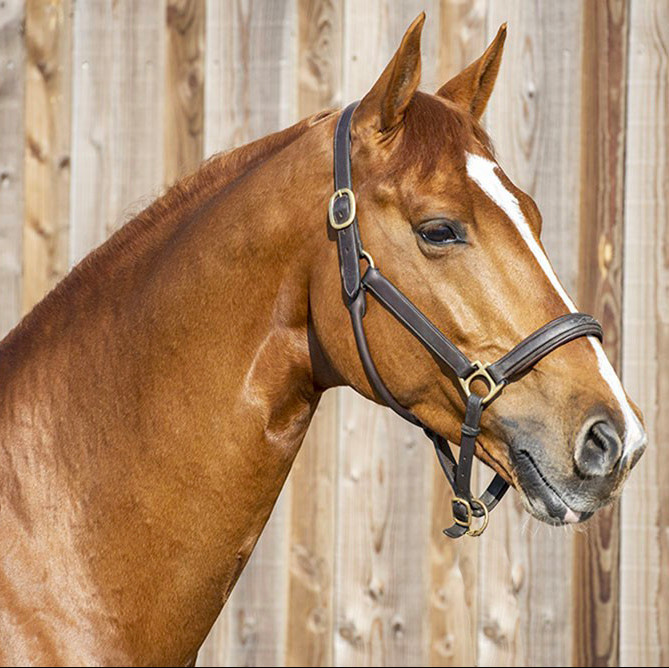 Cocktail De Talma Image