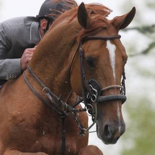 Number One D'Iso Image