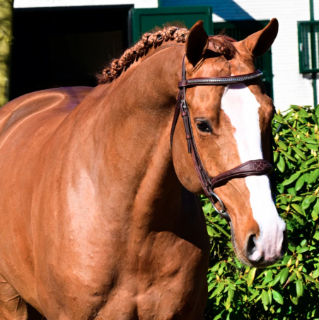 Excelsior Optimus Z Image