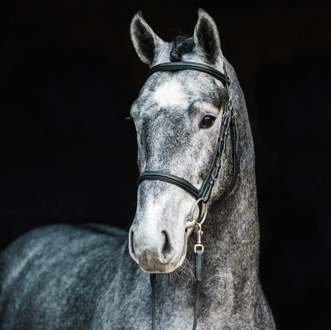 Commil Champ Z Image